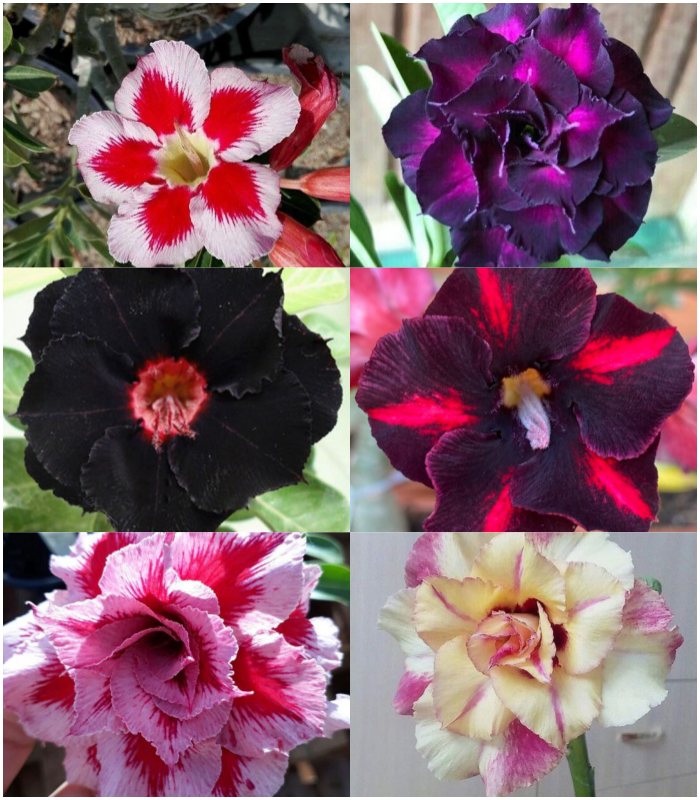 đ„Neveld a Sivatagi KirĂĄlynĆt â most akciĂłs ĂĄron!đ đImĂĄd virĂĄgozni, hosszĂș virĂĄgzĂĄsi idĆszak đ” Sivatagi rĂłzsa