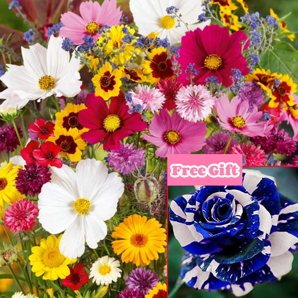 đ„Az akciĂł utolsĂł napjađVegyes Ă©velĆ virĂĄgmagok - több mint 60 vegyes fajta