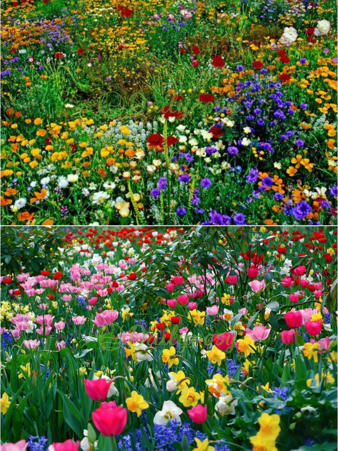 đ„Az akciĂł utolsĂł napjađVegyes Ă©velĆ virĂĄgmagok - több mint 60 vegyes fajta