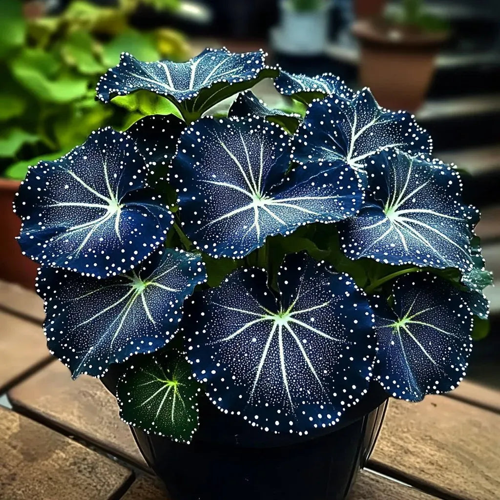 đĂjkĂ©k hosta â csodĂĄlatos kiegĂ©szĂtĆje otthonodnak! đ