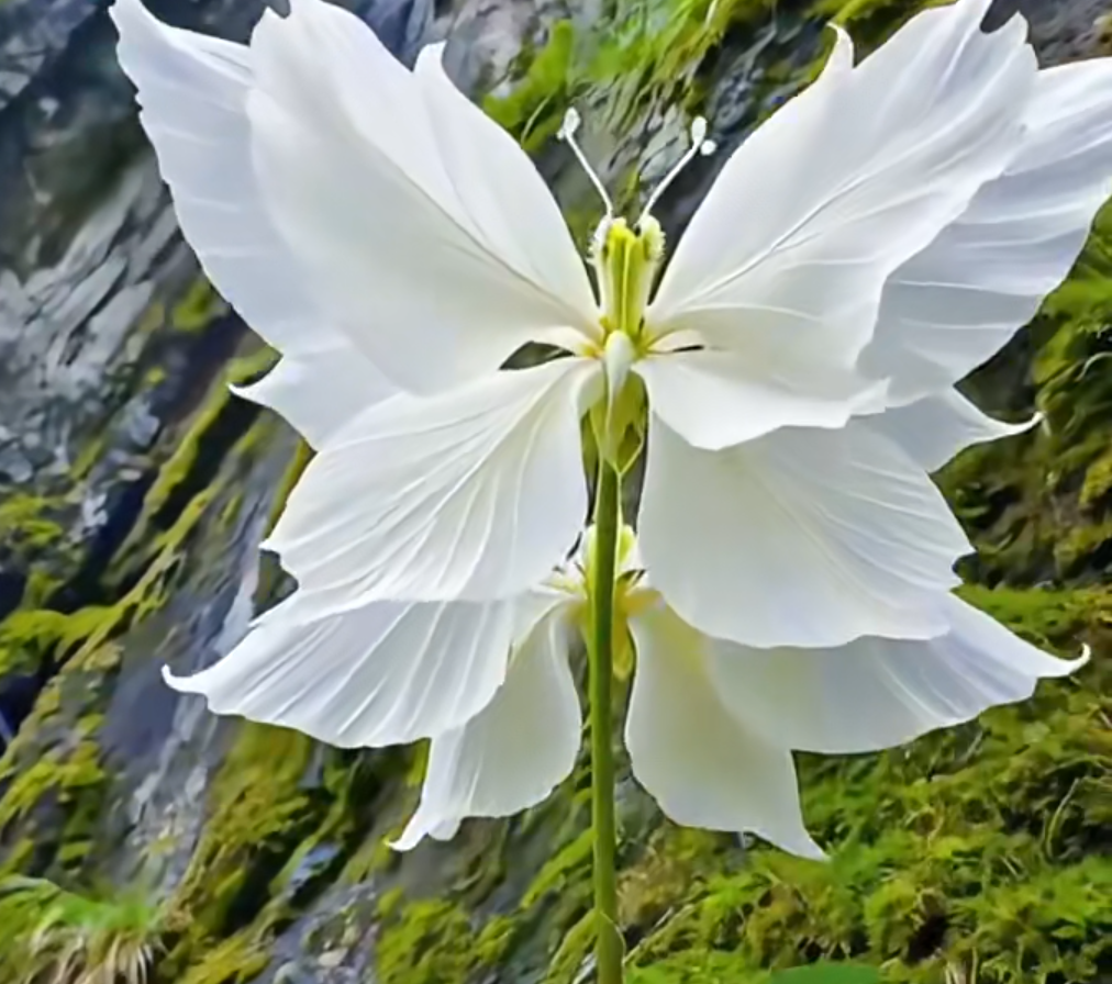 Varázslatos angyalpillangó virágmagok