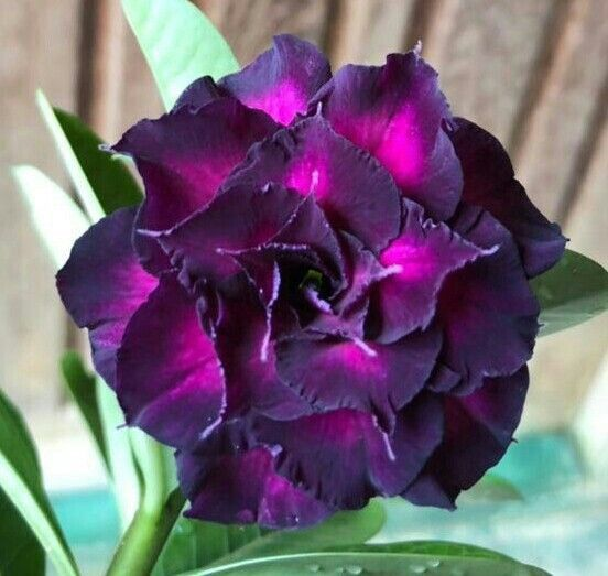 đ„Neveld a Sivatagi KirĂĄlynĆt â most akciĂłs ĂĄron!đ đImĂĄd virĂĄgozni, hosszĂș virĂĄgzĂĄsi idĆszak đ” Sivatagi rĂłzsa