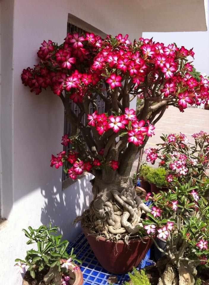 đ„Neveld a Sivatagi KirĂĄlynĆt â most akciĂłs ĂĄron!đ đImĂĄd virĂĄgozni, hosszĂș virĂĄgzĂĄsi idĆszak đ” Sivatagi rĂłzsa