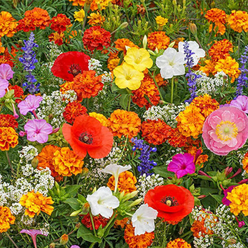 đ„Az akciĂł utolsĂł napjađVegyes Ă©velĆ virĂĄgmagok - több mint 60 vegyes fajta