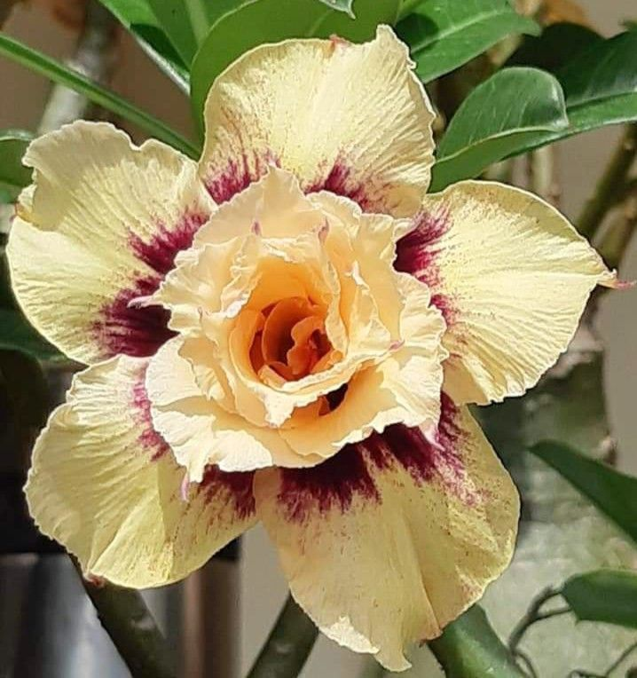 đ„Neveld a Sivatagi KirĂĄlynĆt â most akciĂłs ĂĄron!đ đImĂĄd virĂĄgozni, hosszĂș virĂĄgzĂĄsi idĆszak đ” Sivatagi rĂłzsa