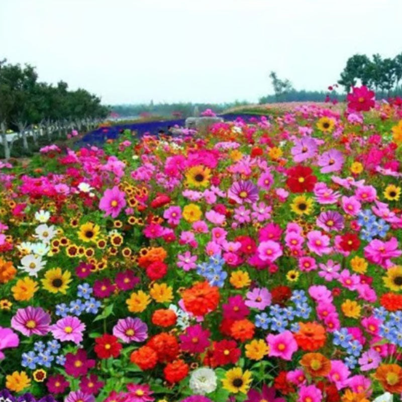 đ„Az akciĂł utolsĂł napjađVegyes Ă©velĆ virĂĄgmagok - több mint 60 vegyes fajta