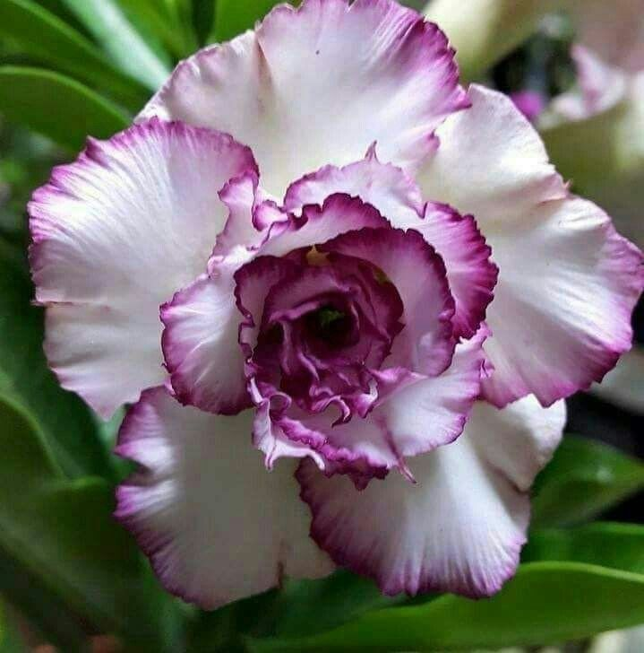 đ„Neveld a Sivatagi KirĂĄlynĆt â most akciĂłs ĂĄron!đ đImĂĄd virĂĄgozni, hosszĂș virĂĄgzĂĄsi idĆszak đ” Sivatagi rĂłzsa