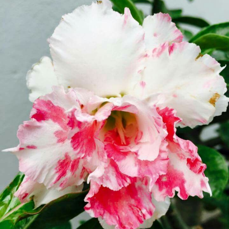 đ„Neveld a Sivatagi KirĂĄlynĆt â most akciĂłs ĂĄron!đ đImĂĄd virĂĄgozni, hosszĂș virĂĄgzĂĄsi idĆszak đ” Sivatagi rĂłzsa