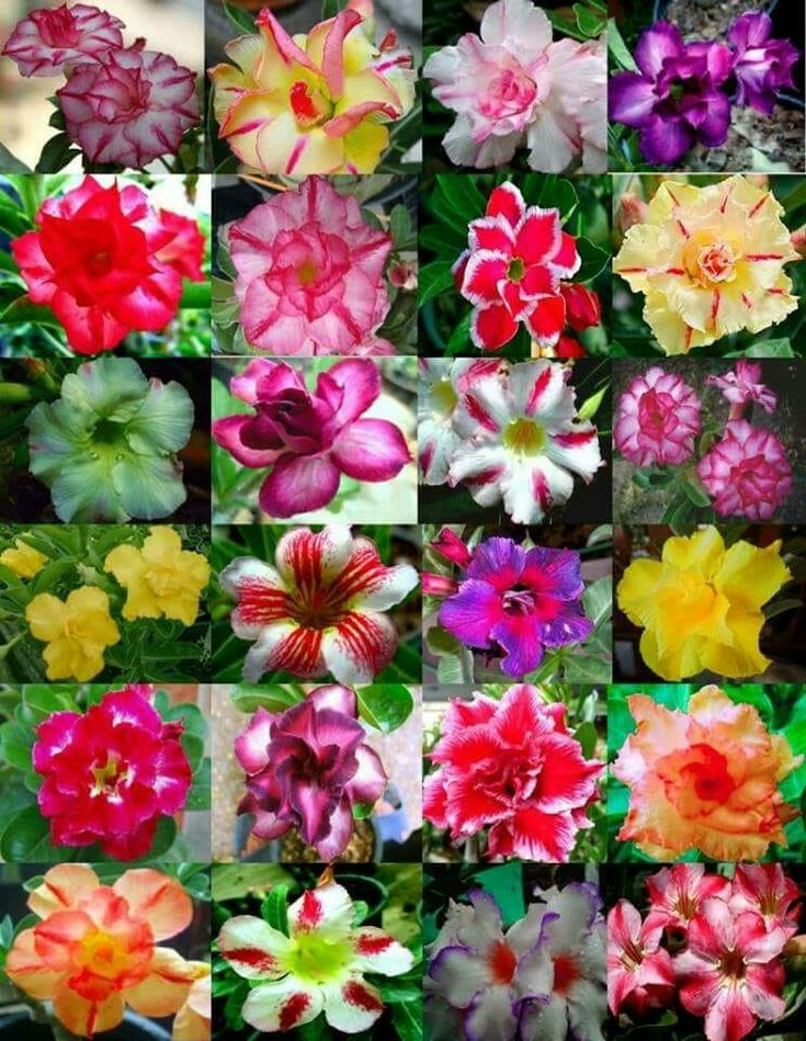 đ„Neveld a Sivatagi KirĂĄlynĆt â most akciĂłs ĂĄron!đ đImĂĄd virĂĄgozni, hosszĂș virĂĄgzĂĄsi idĆszak đ” Sivatagi rĂłzsa