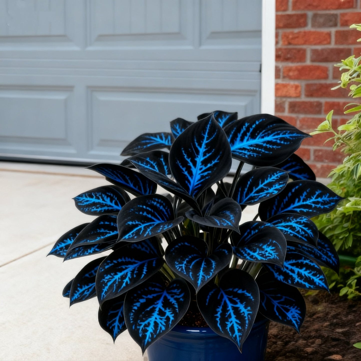 đđ„ LimitĂĄlt kiadĂĄsĂș SzivĂĄrvĂĄnyos LĂĄng HostĂĄk - Ritka TöbbszĂnƱ Lombozat, KizĂĄrĂłlag ĂzletĂŒnkben đž