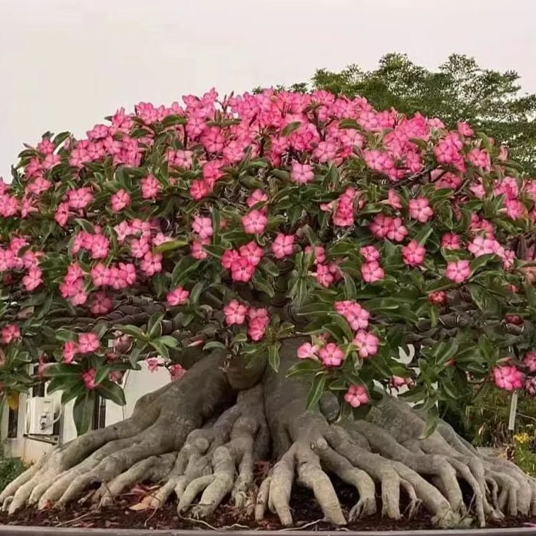 đ„Neveld a Sivatagi KirĂĄlynĆt â most akciĂłs ĂĄron!đ đImĂĄd virĂĄgozni, hosszĂș virĂĄgzĂĄsi idĆszak đ” Sivatagi rĂłzsa