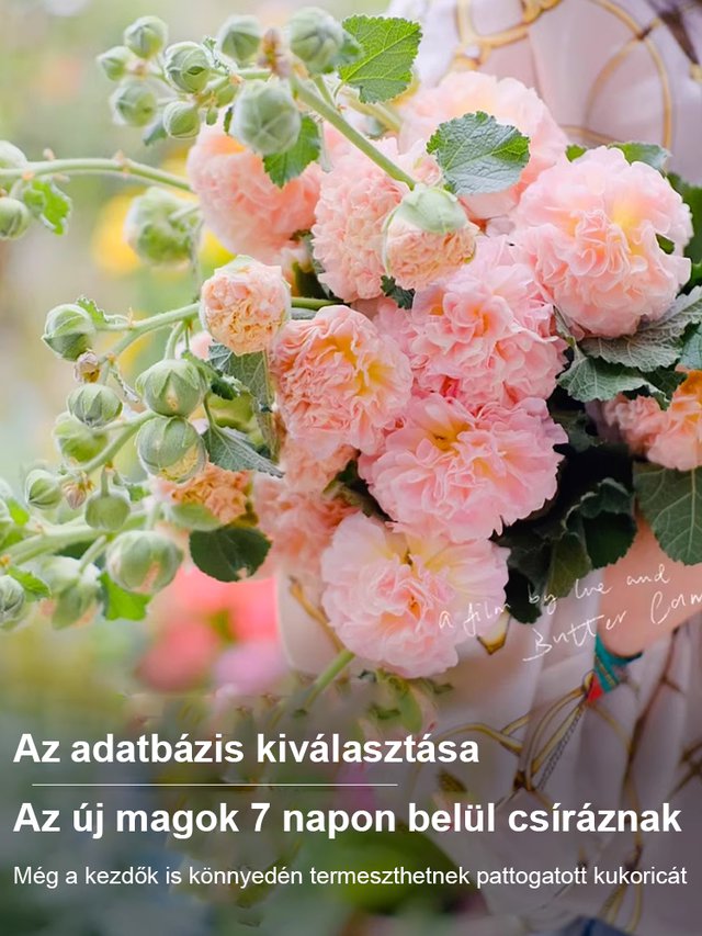 Négy évszakos virágzású dupla szirmú mályva-50% kedvezmény utolsó napja!