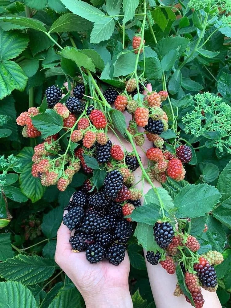 Óriás fekete málnamagok