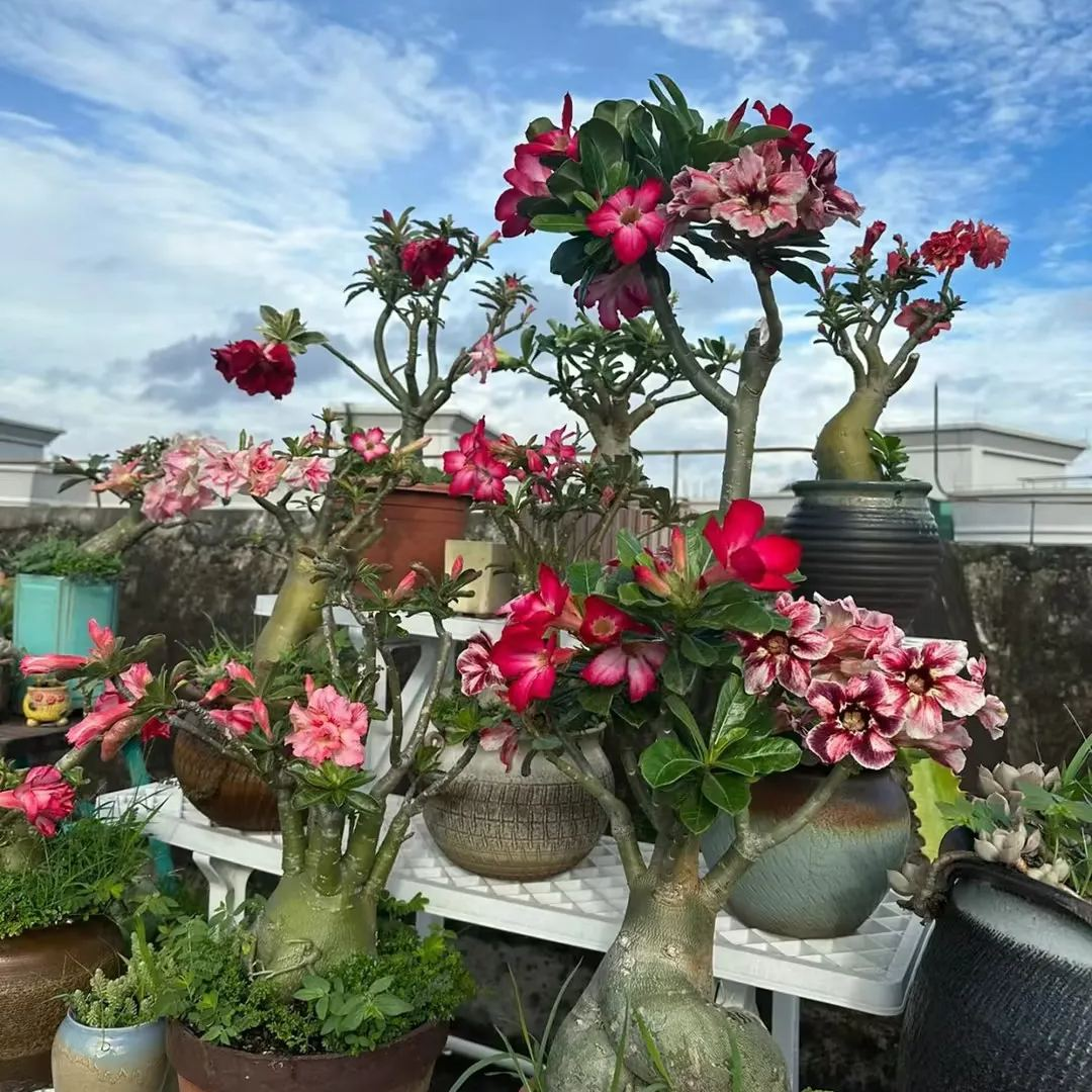 đ„Neveld a Sivatagi KirĂĄlynĆt â most akciĂłs ĂĄron!đ đImĂĄd virĂĄgozni, hosszĂș virĂĄgzĂĄsi idĆszak đ” Sivatagi rĂłzsa