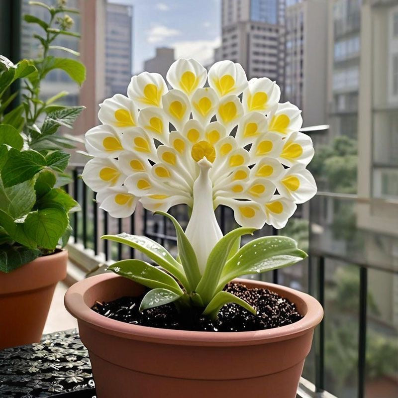 đ  âAz illatos virĂĄgok kirĂĄlynĆje â PĂĄvaorchidea hagymĂĄk a tiszta kerti luxusĂ©rtâ