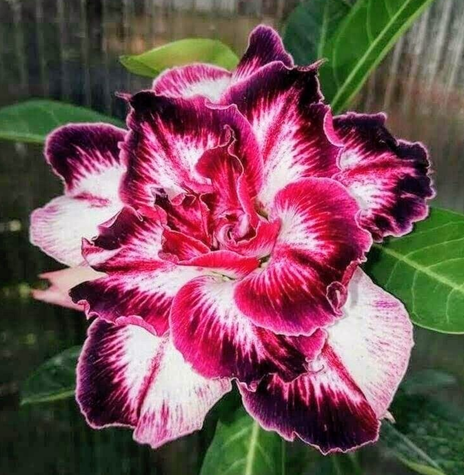 đ„Neveld a Sivatagi KirĂĄlynĆt â most akciĂłs ĂĄron!đ đImĂĄd virĂĄgozni, hosszĂș virĂĄgzĂĄsi idĆszak đ” Sivatagi rĂłzsa