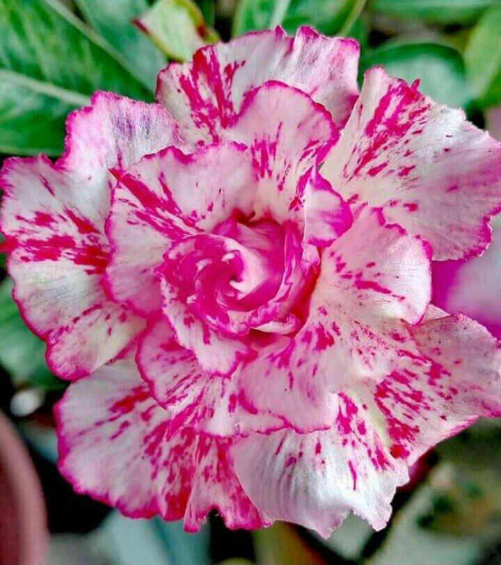 đ„Neveld a Sivatagi KirĂĄlynĆt â most akciĂłs ĂĄron!đ đImĂĄd virĂĄgozni, hosszĂș virĂĄgzĂĄsi idĆszak đ” Sivatagi rĂłzsa