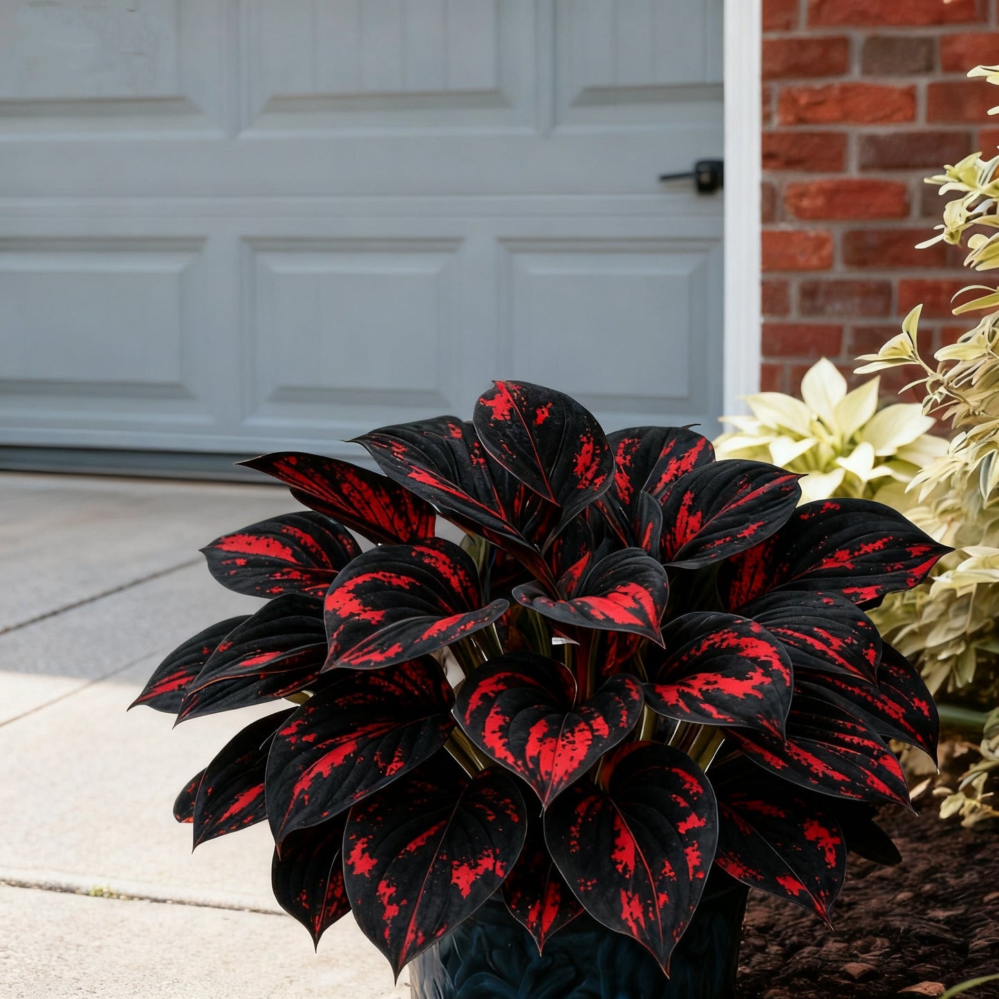 đđ„ LimitĂĄlt kiadĂĄsĂș SzivĂĄrvĂĄnyos LĂĄng HostĂĄk - Ritka TöbbszĂnƱ Lombozat, KizĂĄrĂłlag ĂzletĂŒnkben đž