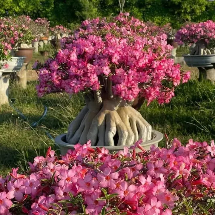 đ„Neveld a Sivatagi KirĂĄlynĆt â most akciĂłs ĂĄron!đ đImĂĄd virĂĄgozni, hosszĂș virĂĄgzĂĄsi idĆszak đ” Sivatagi rĂłzsa