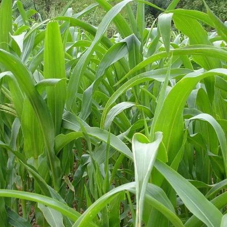 🌿Cirok-szudáni fű hibrid fajta ✅Magas hozamú takarmánymag