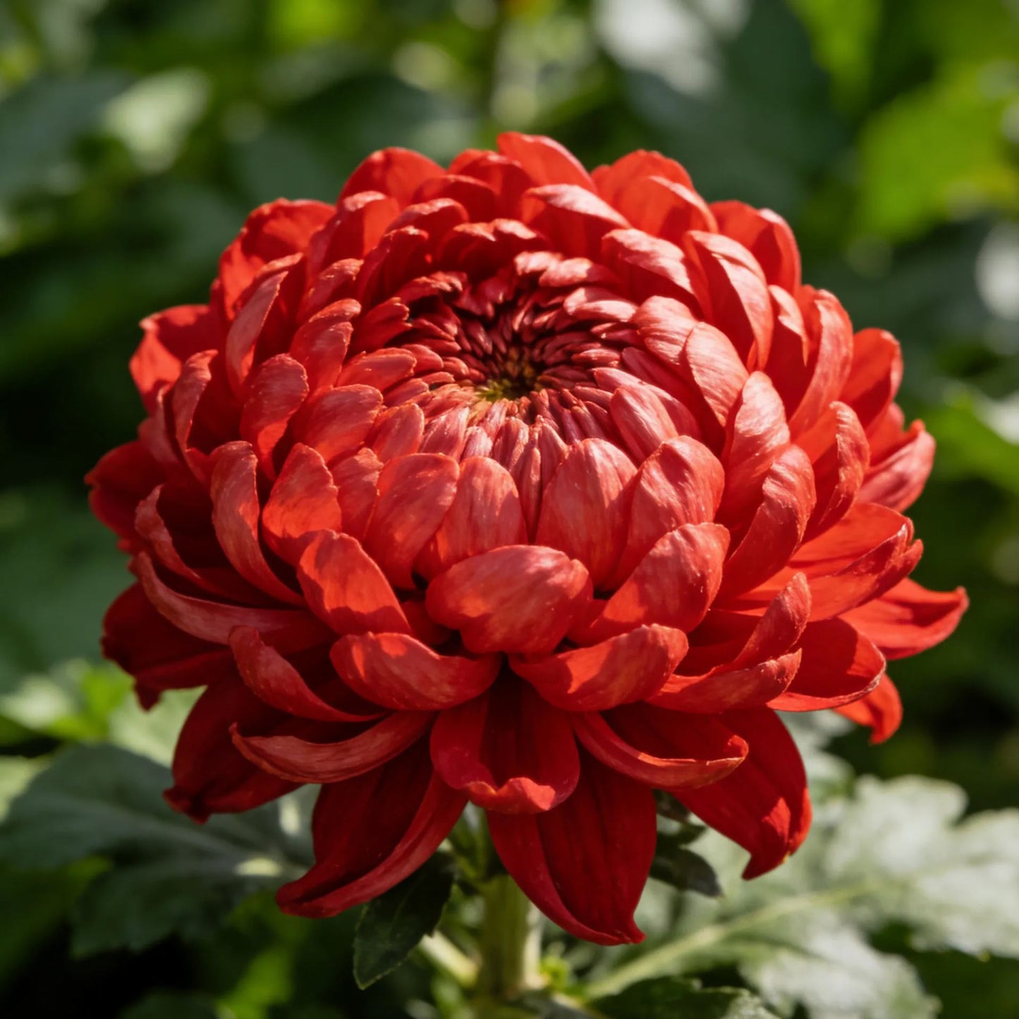 🌸Bazsarózsa és krizantém magok