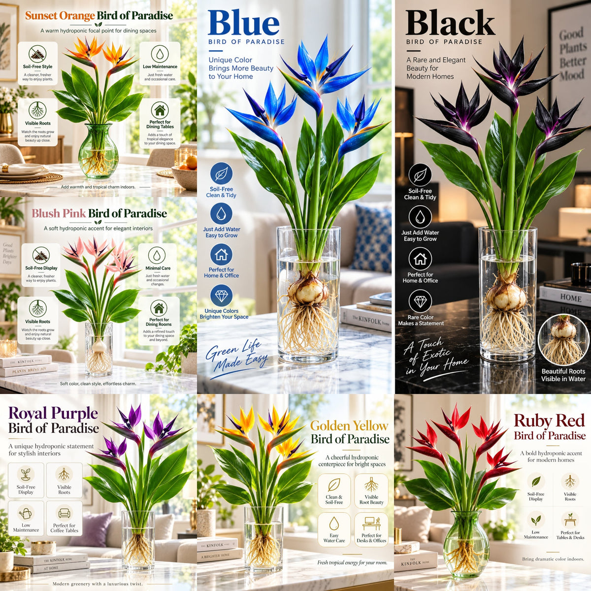 đïž Hydroponic Bird of Paradise Starter â Tropical Water-Grown Indoor Plant đ§đ±