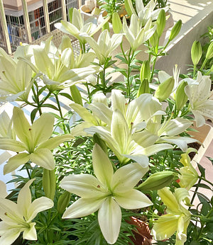 đșIllatosĂtott liliomhagymĂĄk â frissek Ă©s Ă©desek