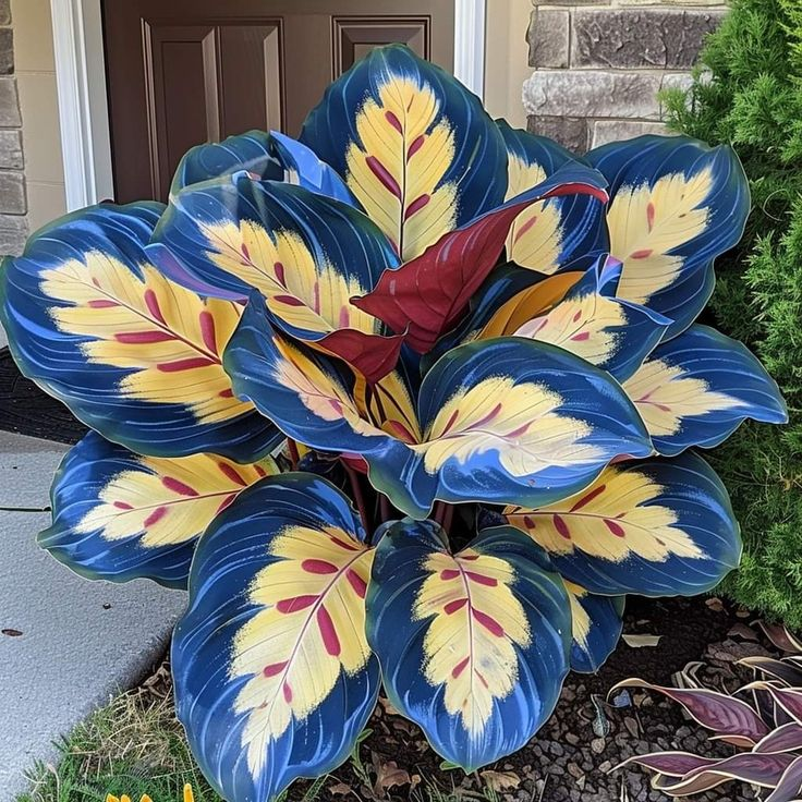 🌿 Színes hosta magok – az árnyék királya a kertben! 🌿