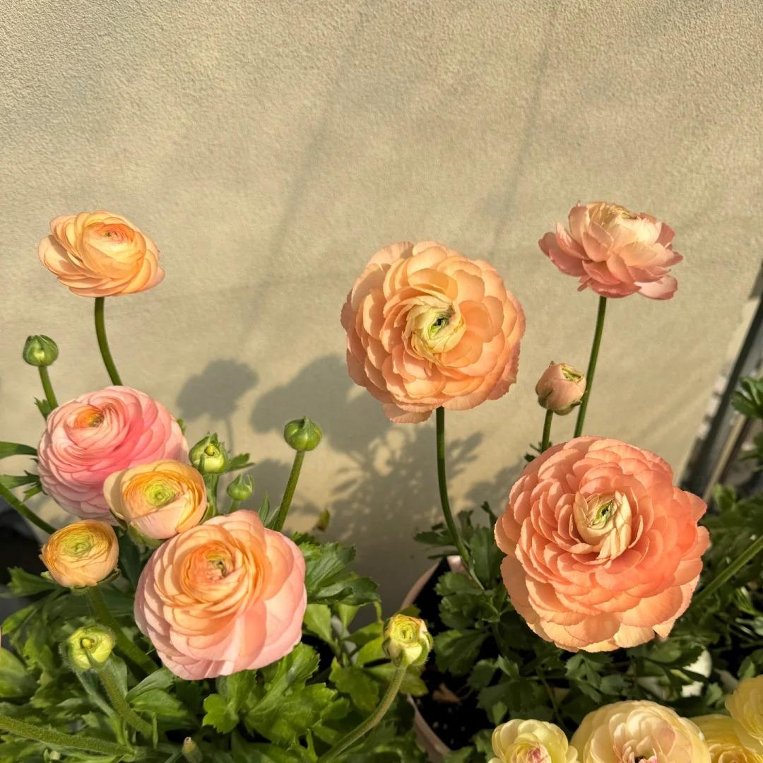 Boglárka hagymás virágai – finom, elegáns, felejthetetlen 🌸