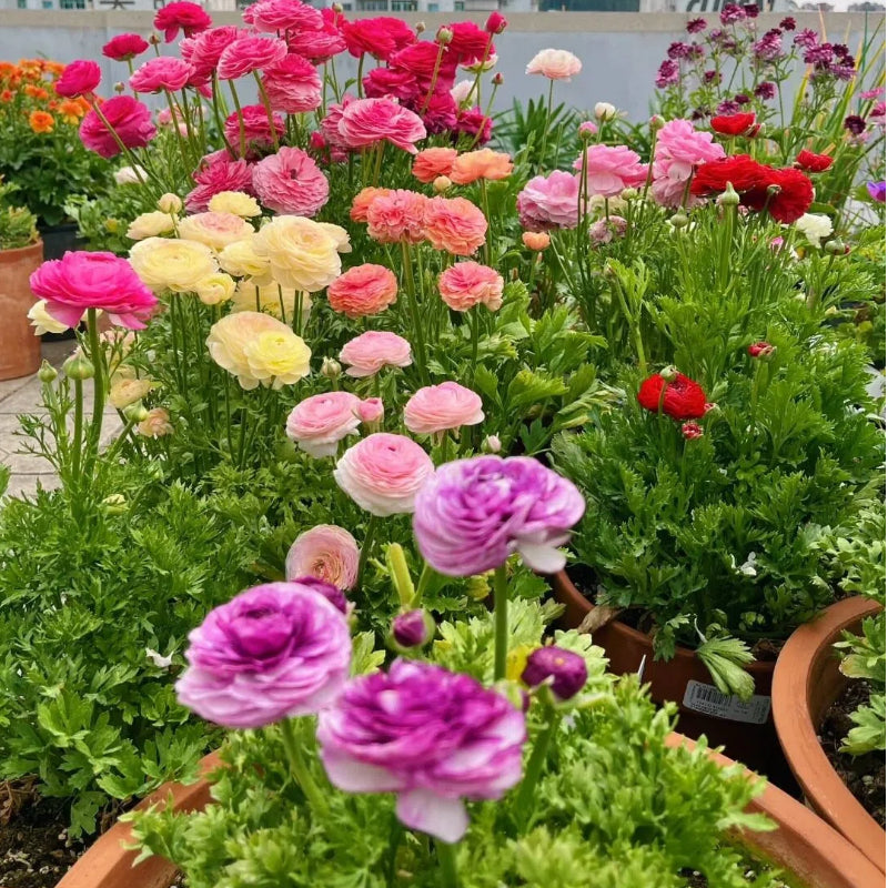 Boglárka hagymás virágai – finom, elegáns, felejthetetlen 🌸