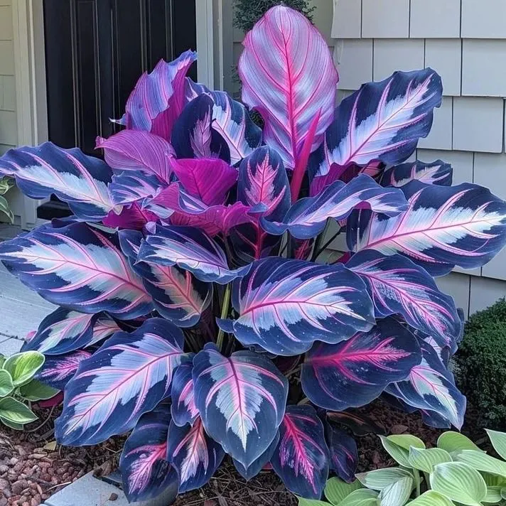 🌿 Színes hosta magok – az árnyék királya a kertben! 🌿