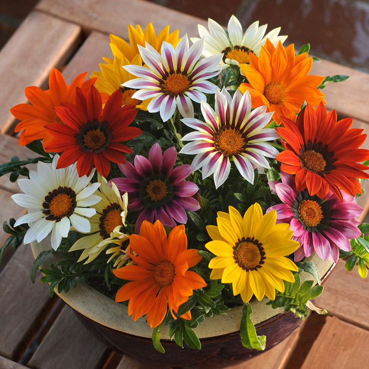 Gazania Mixed Seeds – Kincses Virágkeverék