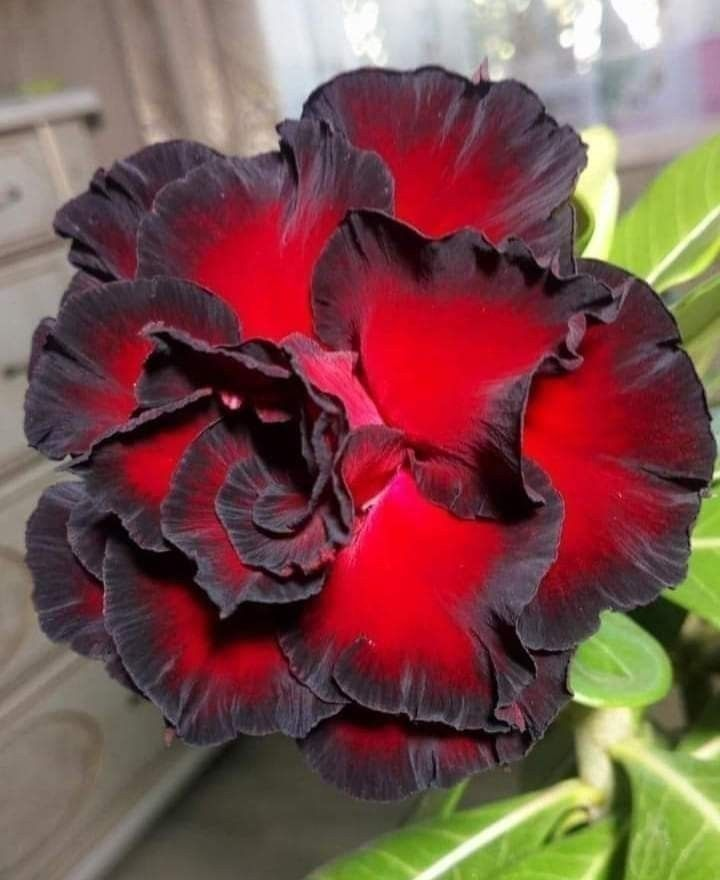 🔥Neveld a Sivatagi Királynőt – most akciós áron!🎁 😍Imád virágozni, hosszú virágzási időszak 🌵 Sivatagi rózsa