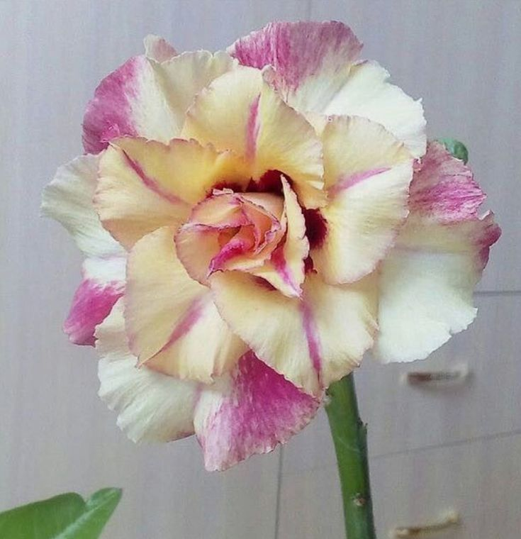 🔥Neveld a Sivatagi Királynőt – most akciós áron!🎁 😍Imád virágozni, hosszú virágzási időszak 🌵 Sivatagi rózsa