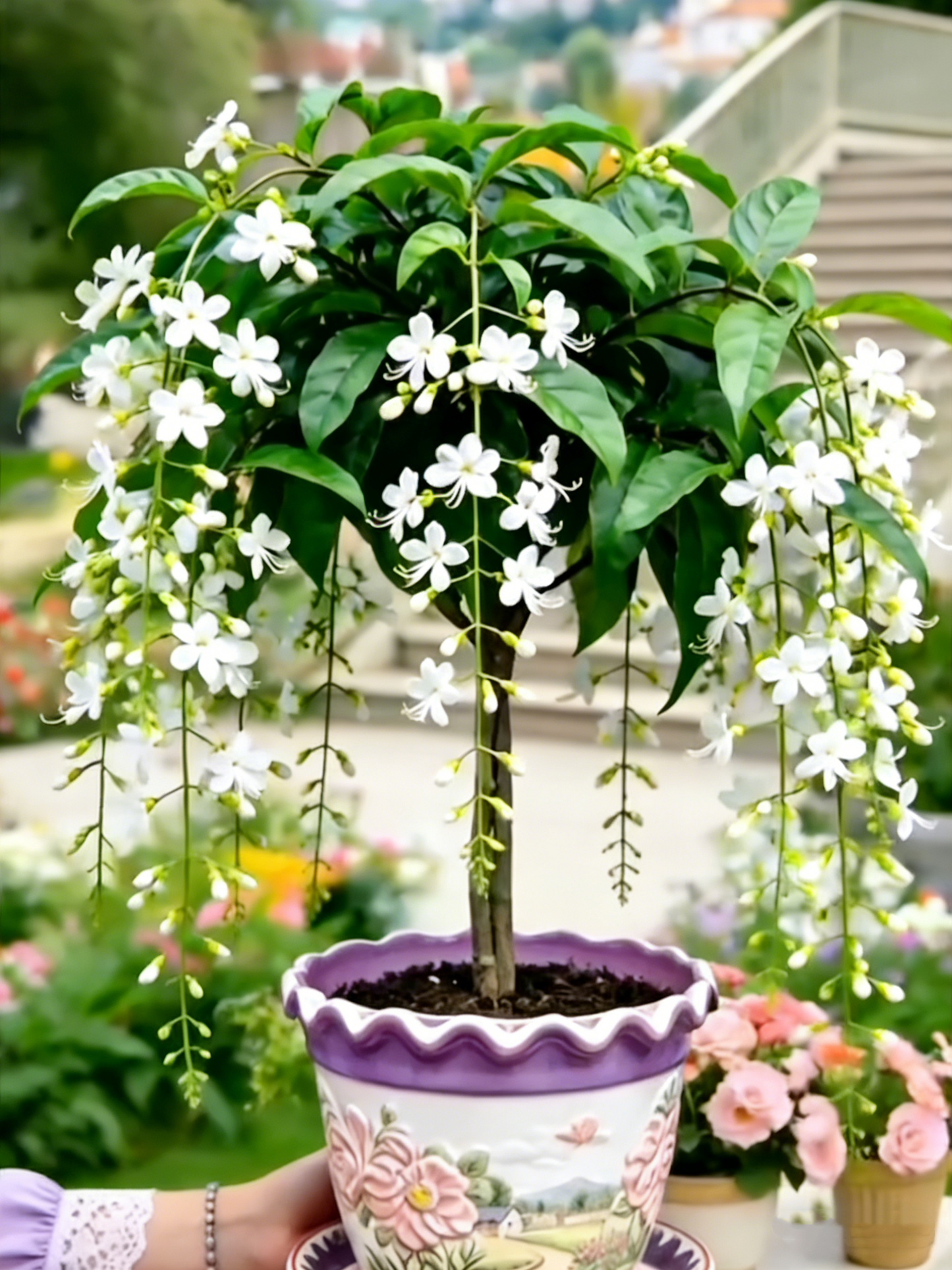 🌸【7 napos csírázás】Akár 50% kedvezmény az utolsó napra💐Ritka könnyező jázminvirágok hagymái