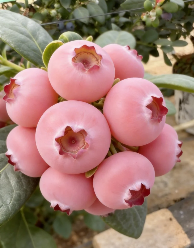 Pink Bliss áfonyamagok – Dupla édesség