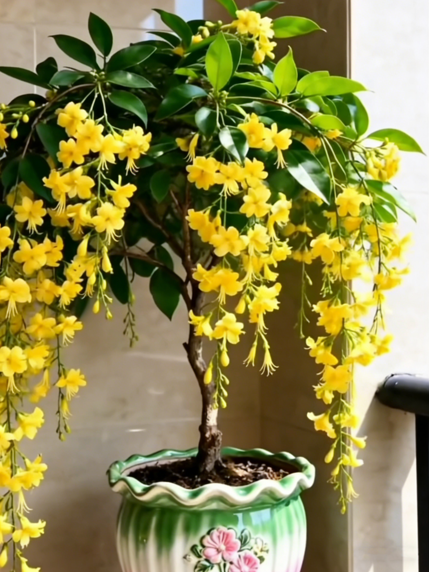 🌸【7 napos csírázás】Akár 50% kedvezmény az utolsó napra💐Ritka könnyező jázminvirágok hagymái