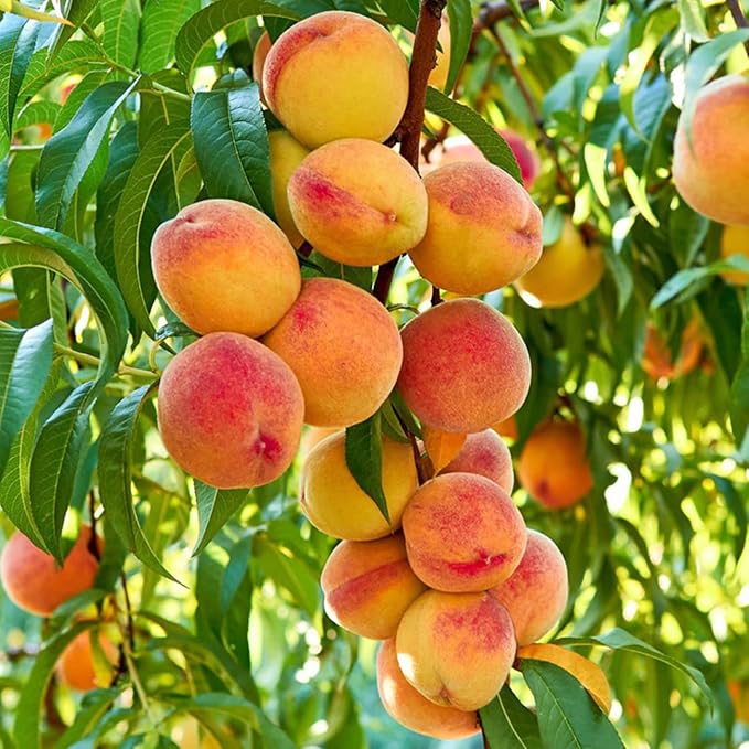 🍑Nagyon édes és lédús őszibarackmagok