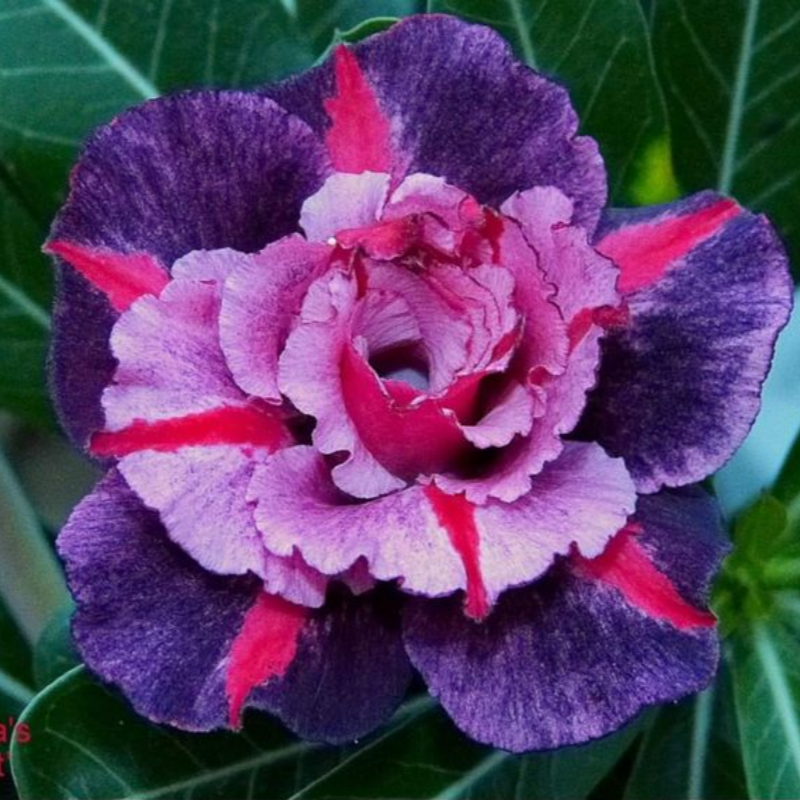 🔥Neveld a Sivatagi Királynőt – most akciós áron!🎁 😍Imád virágozni, hosszú virágzási időszak 🌵 Sivatagi rózsa