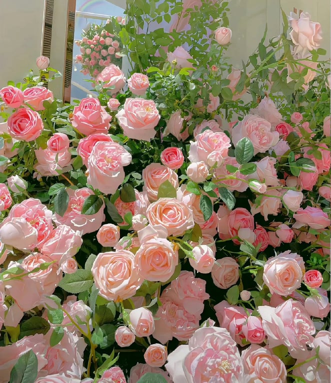 🌈 Kiváló minőségű futórózsák 🌹 Gyorsan növő, könnyen gondozható és nagyon illatos ✨ Tökéletes bármilyen kertbe