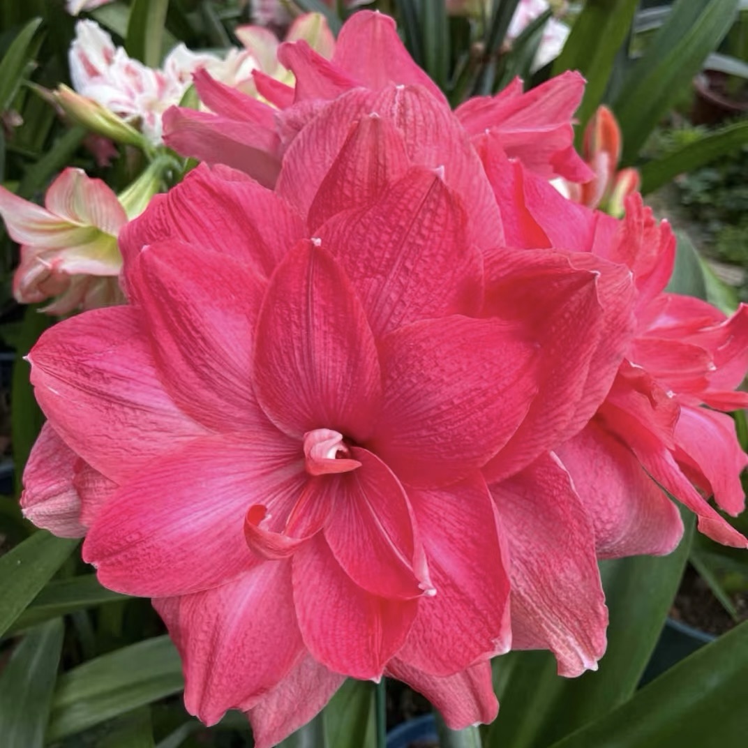 Dupla virágú amarillisz hagymák🌼