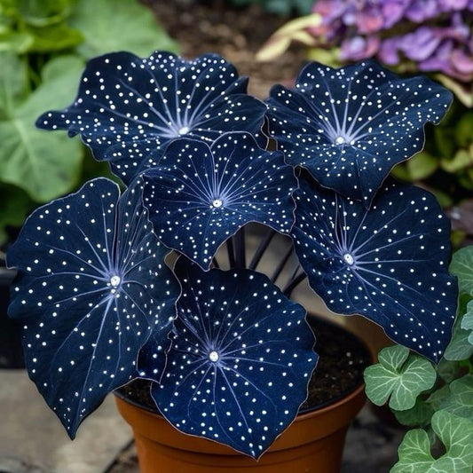 🌟Éjkék hosta – csodálatos kiegészítője otthonodnak! 🌟