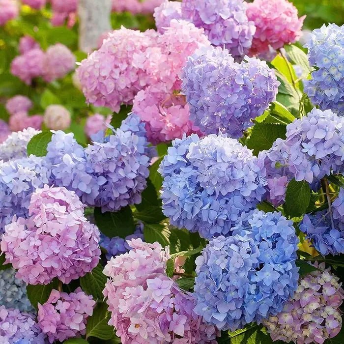 🌈Keverék hortenziamagok - Gyönyörű és szívós évelő magok a kertedbe