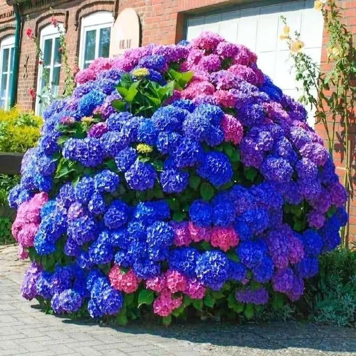 🌈Keverék hortenziamagok - Gyönyörű és szívós évelő magok a kertedbe