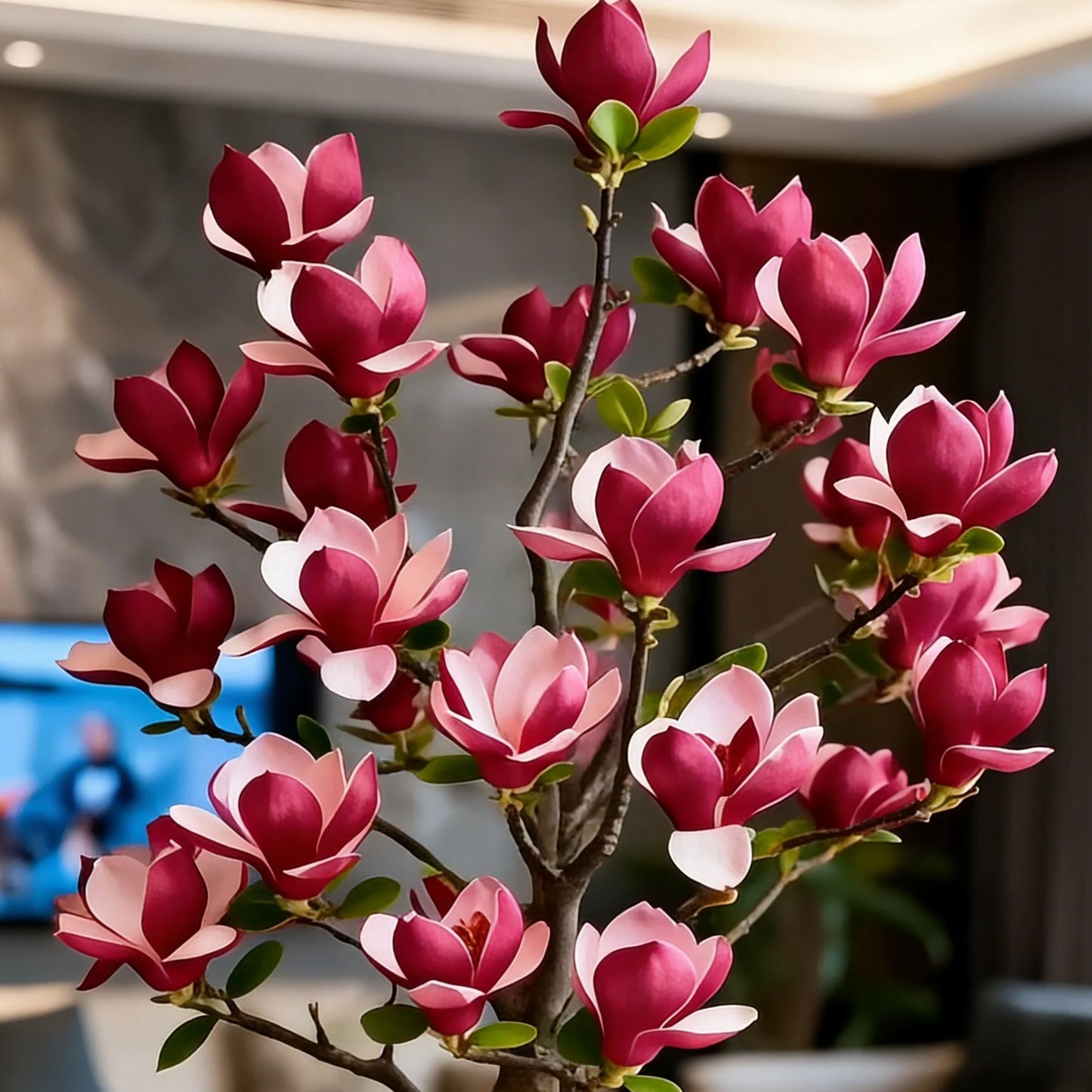 Magnolia liliiflora hagymái (lila orchideák) 🌸 A virágok elrejtik a leveleket, az illat betölti a levegőt