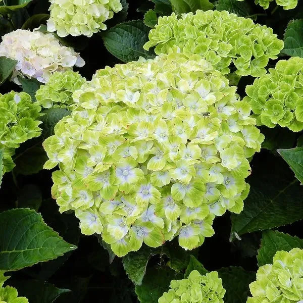 🌈Keverék hortenziamagok - Gyönyörű és szívós évelő magok a kertedbe
