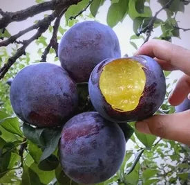 🍃 Heirloom Manor sorozat: 13 válogatott gyümölcsmagból álló készlet (nem GMO) 🌳 – Legnépszerűbb termék